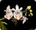 Phal. thailandica Brown Form